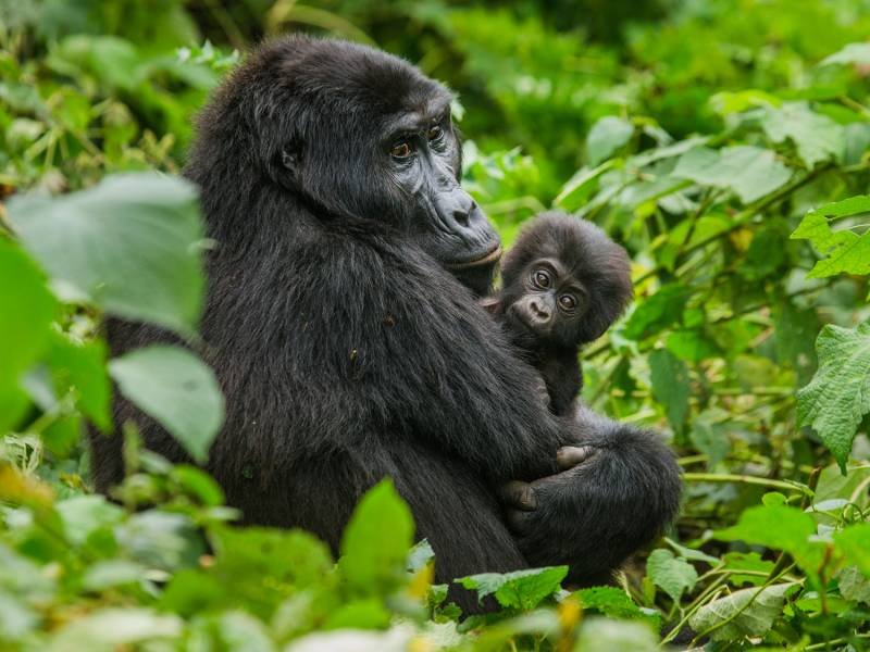 Gorillamotherandbabycrop